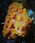 Aardbei koraal.jpg