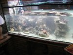 nieuw aquarium 12.jpg