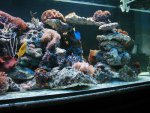 nieuw aquarium 2.jpg