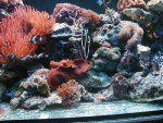 nieuw aquarium 3.jpg