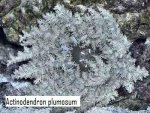 Actinondendron plumosum.JPG