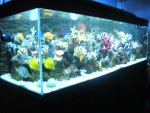 aquarium 02-14 004.JPG