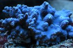 blauw-koraal-1.jpg