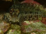 Salarias Fasciatus.jpg
