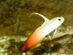 Nemateleotris Magnifica.jpg