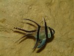 Pterapogon Kauderni.jpg