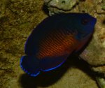 Centropyge Bispinosa.jpg