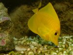 Zebrasoma Flavescens.jpg