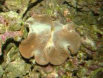 sarcophyton.jpg
