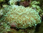 euphyllia2.jpg
