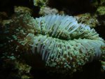 euphyllia3.jpg