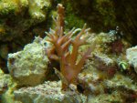Freddy-hystrix-roze.jpg