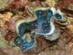 Tridacna doet raar4.jpg