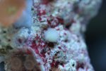 bolletje close-ups 001.jpg