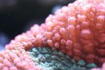 week 13 lobophyllia sp close up030.jpg