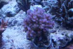 DSC01775.JPG