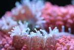 week 14 lobophyllia 2 027.jpg