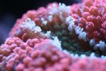 week 14 lobophyllia sluit zich 031.jpg