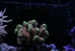 week 15 stylophora sp 061.jpg