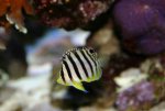 multifasciatus17.10.09a.JPG