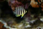 multifasciatus17.10.09b.JPG