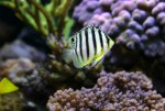 multifasciatus17.10.09c.jpg