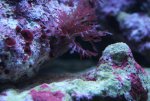 iriserende blauwe bruinalg 007.jpg