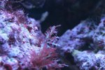 week 16 iriserende blauwe bruinalg 005.jpg