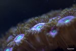 DSC_0210.jpg