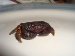 DSC02668.JPG