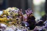 hystrix2.jpg