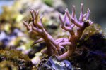 hystrix3.jpg