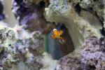 nemo.jpg