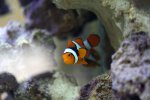 nemo2.jpg