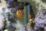 nemo3.jpg