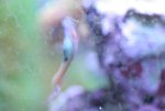 week 18 glazenwasser 1 010.jpg