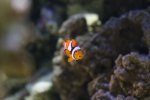 percula.jpg
