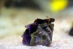 tridacna.jpg