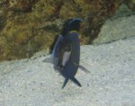 acanthurus japonicus.jpg