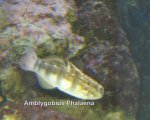 amblygobius phalaena.jpg