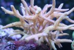 symbiosekrab.jpg