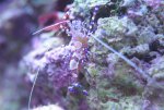 periclimenes pedersoni 1.jpg