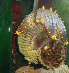 DSC02778-1.jpg
