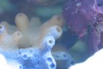 blauwe spons 2.jpg