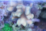 poicillopora week 22 034.jpg