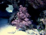DSC04375.jpg