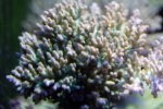 coral1.jpg
