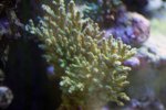coral2.jpg