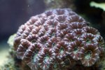 coral3.jpg