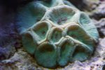 coral4.jpg